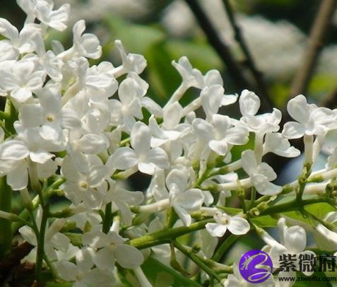 丁香花的功效与作用丁香花的风水学应用丁香花,花如其名,其香气独特