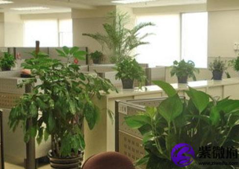 风水办公室植物讲究大全