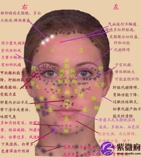 胆在面部的反射区