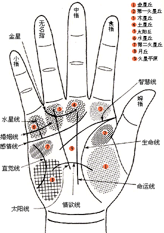 4.无名指:主夫妻.中年运看无名指及坤宫.3.中 指:主本身.