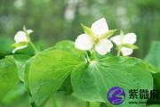乙未日与乙未日配吗 乙未日柱与乙未日柱是否适合