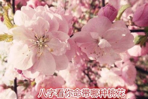 八字看你命带哪种桃花命理中桃花的类型