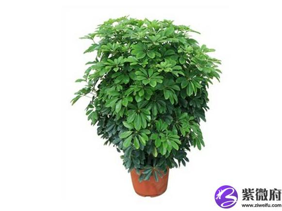 招财树的养殖方法和注意事项