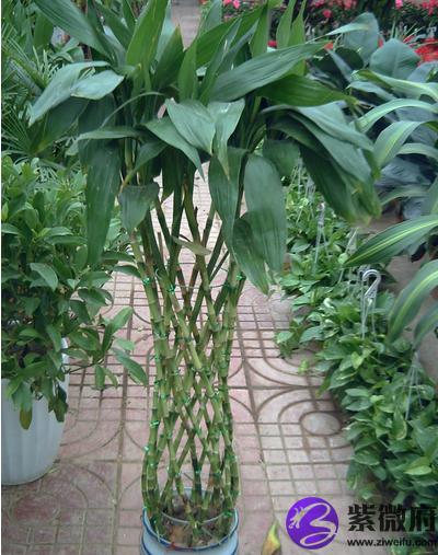 富贵竹又称万年竹,其叶片浓绿色,长势旺,栽培较为广泛.