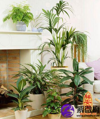植物具有强烈的风水效应,其色泽与外形会影响住宅的气能而枯萎,生长