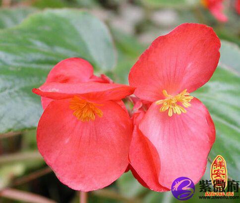 四季海棠的花语是什么四季海棠寓意