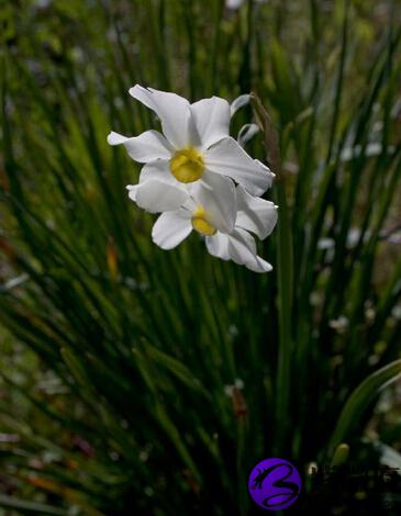 2月29日是什么生日花