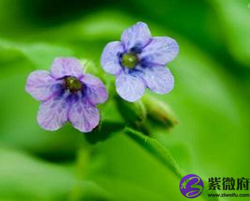 2月27日是什么生日花 紫微府 2月27日是什么生日花 紫微府