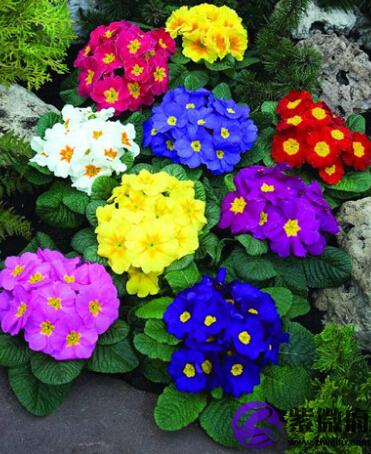 2月13日是什么生日花