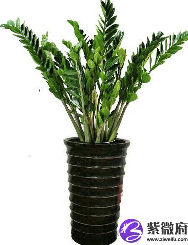 家庭养植什么植物风水好
