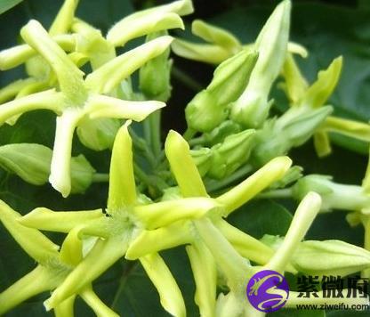 夜来香花的功效与作用