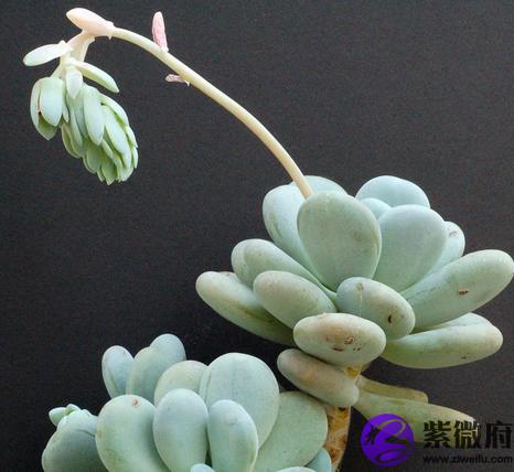 星美人的功效与作用