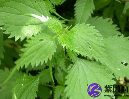 荨麻的功效与作用