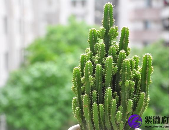 阳性植物风水