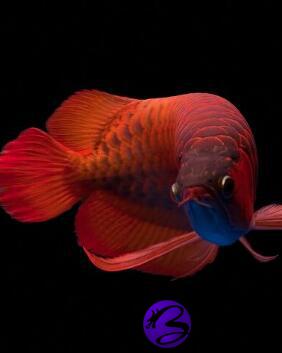 怎样养好红龙鱼红龙鱼的风水运用