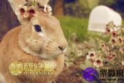 春秋鬼谷子相学：《鬼谷子神奇相法全书》（3）