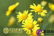 菩提达摩：《达摩祖师相诀》