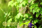 宋朝陈希夷相学：《神相全篇》
