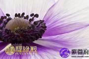 陈钊相学名著：《相理衡真》