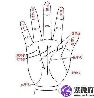 手相算命大全男女通用的简易手相算命图解1)生命线:生命纹--从大拇指