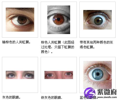 面相眼睛颜色面相眼睛虹膜(眼珠)的颜色人类虹膜(眼珠)的基色只有三种