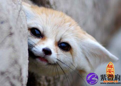 面相学狐狸眼睛