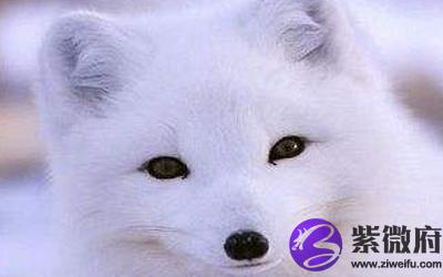 狐狸面相的女人是怎样的_传统文化词典