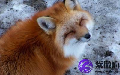 狐狸眼有什么特征 有狐狸眼的人怎么样