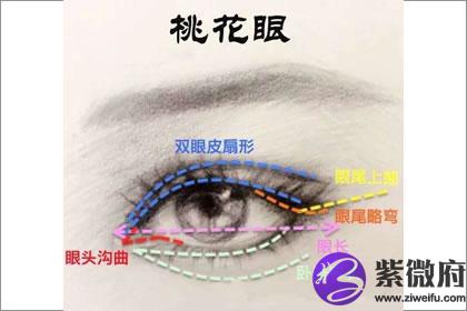 狐狸眼与桃花眼的眼型对比