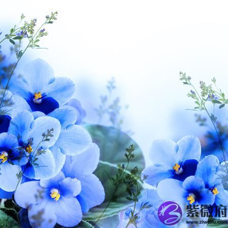 伏犀鼻面相解析 紫微府
