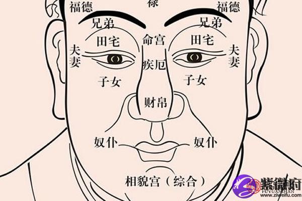 命宫紫薇贪狼 面相分析 紫微府
