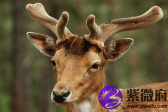 羊眼面相好不好