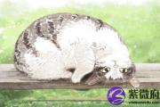 八字中的食神格是什么意思 八字食神格有哪些