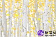平地木命是正官格吗 命运如何