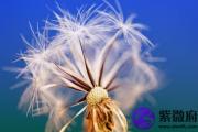 华盖星是什么意思 华盖星是多才多艺的星？