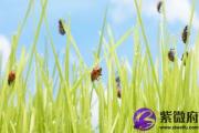 金箔金缺什么 金箔金指什么
