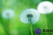 日柱桃花是什么意思 桃花在时柱意味着什么