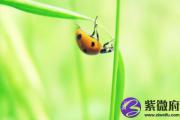 癸未日与戊申日配吗 癸未日柱与戊申日柱是否适合