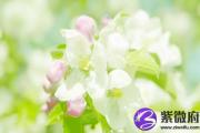 白蜡金和海中金配吗 白蜡金和海中金婚姻如何？