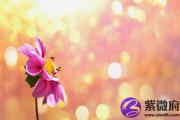 辛丑日生于亥月解析 辛丑日生于亥月命运好吗