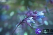 什么命克沙中金命 沙中金怕什么