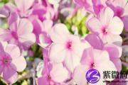 大海水和桑柘木配吗 大海水和桑柘木婚姻如何？