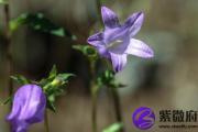 桑柘木幸运数字 桑柘木的吉祥数字