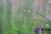 甲寅日与丙辰日配吗 甲寅日柱与丙辰日柱是否适合