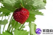 壁上土和大海水配吗 壁上土和大海水婚姻如何？