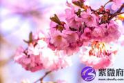 癸卯日与丁巳日配吗 癸卯日柱与丁巳日柱是否适合