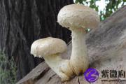 甲午日与戊申日配吗 甲午日柱与戊申日柱是否适合