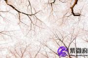 丁酉日生于卯时 丁酉日卯时生命运好吗