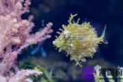 大海水和大溪水配吗 大海水和大溪水婚姻如何？