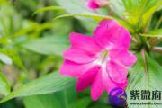 甲子日与丙子日配吗 甲子日柱与丙子日柱是否适合